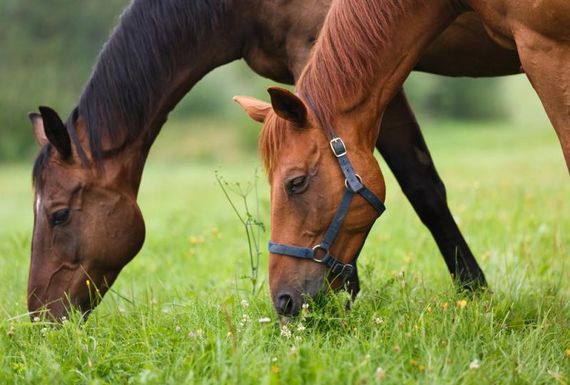 L'alimentazione del cavallo: il foraggio