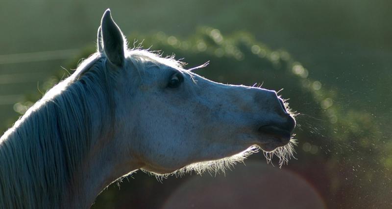 Easylage: alimento per cavalli allergici