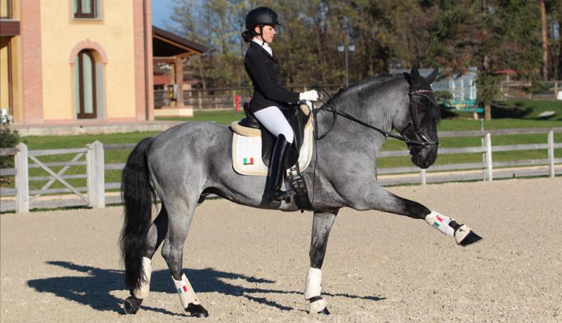 La Performance sportiva del cavallo