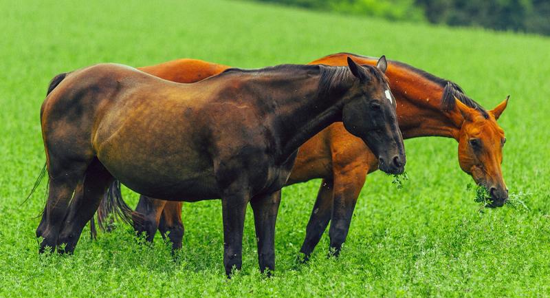 Alimentazione o nutrizione del cavallo?
