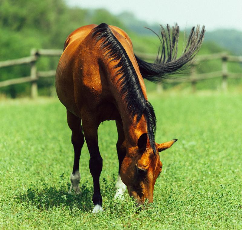 L'alimentazione del cavallo: il foraggio