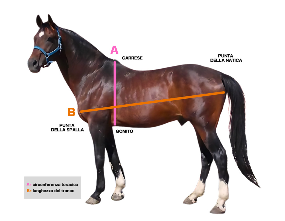 Come pesare correttamente il proprio cavallo