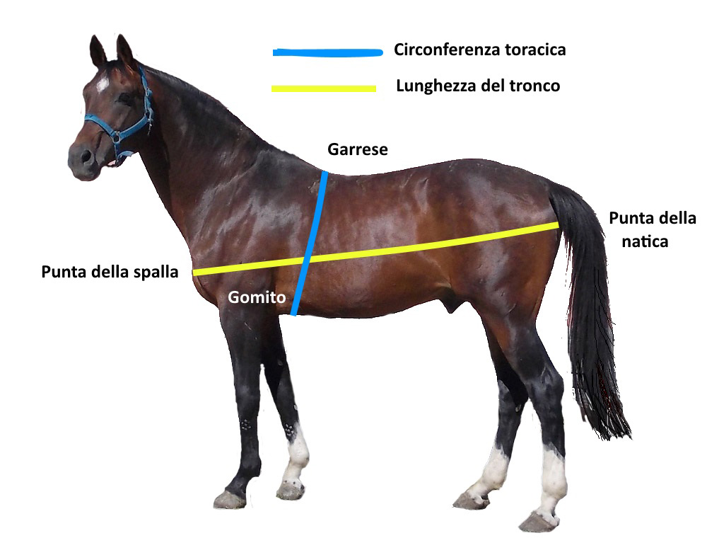 Come pesare correttamente il proprio cavallo