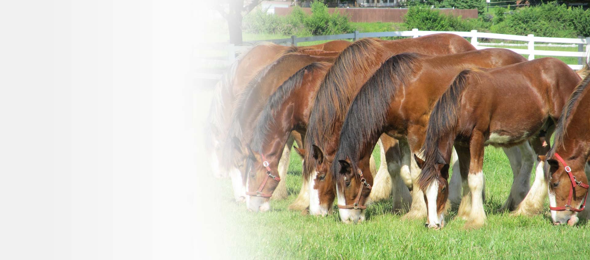 Easylage: il miglior cibo che puoi scegliere per il tuo cavallo