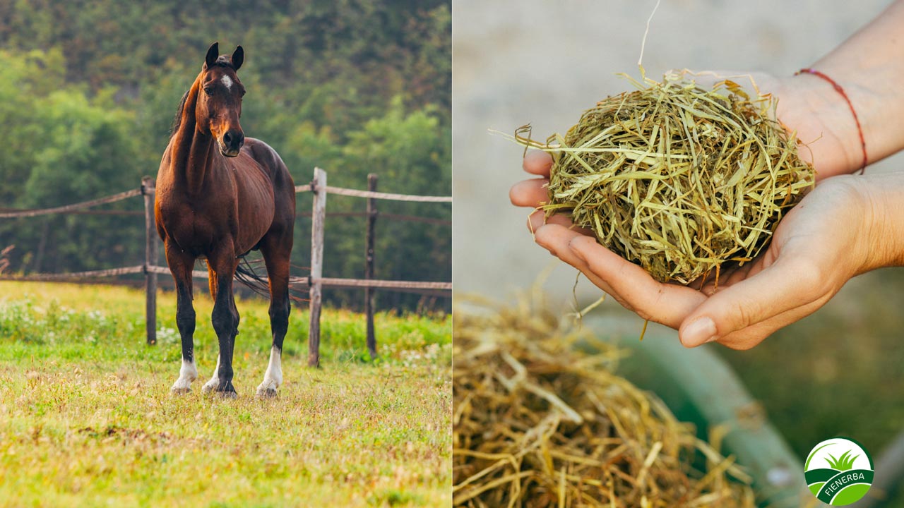 Scegli Fienerba per il cavallo eccitabile