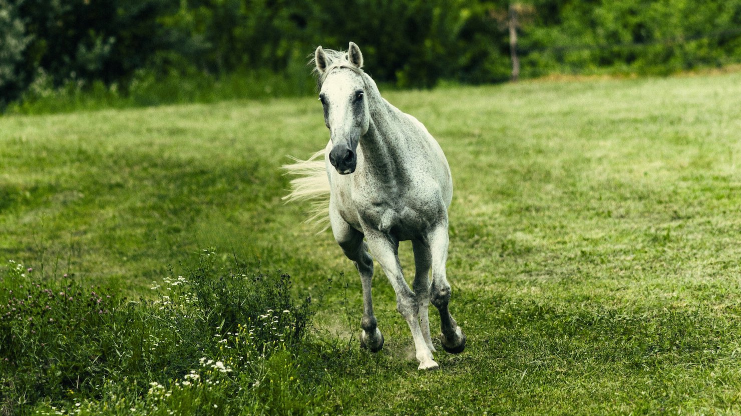 Fienerba - Per il cavallo sensibile agli zuccheri