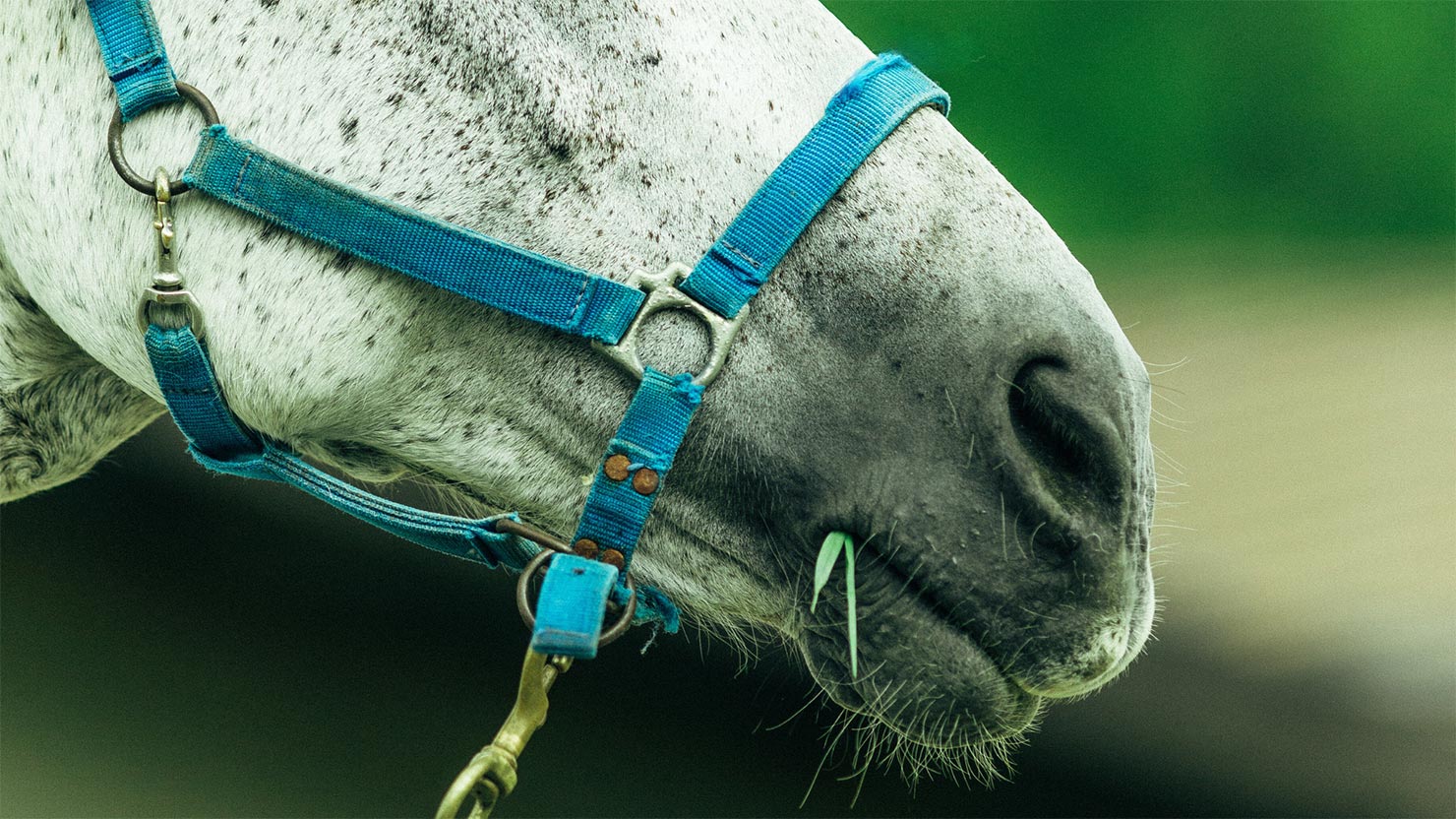 Scegli Fienerba per il tuo cavallo: perché il respiro è vita