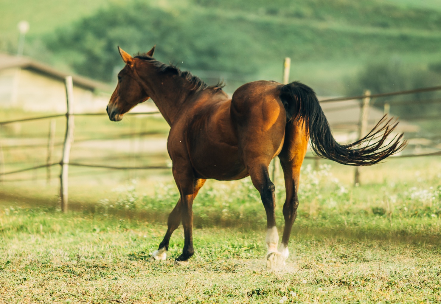 Fienerba aiuta a superarei disturbi respiratori del cavallo con il fieno silo