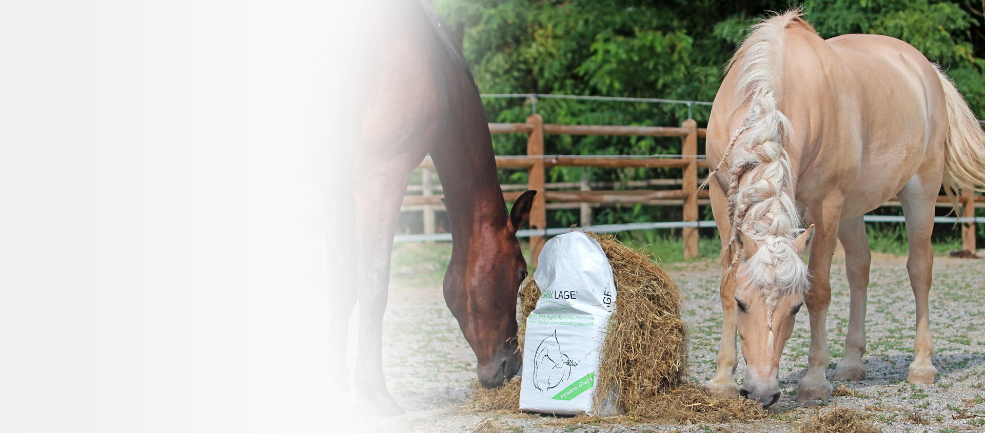 I pericoli del mangime nella dieta del cavallo