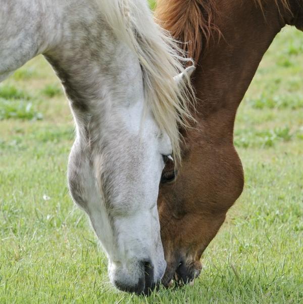 Easylage il miglior cibo per il mio cavallo