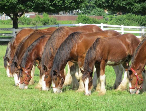 Alimentazione del cavallo