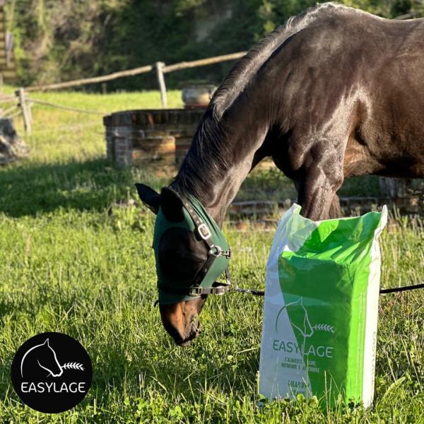 Alimentazione del cavallo per prevenire  le coliche 