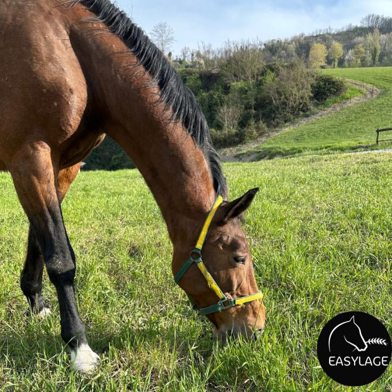 Alimentazione come in natura per il cavallo scuderizzato