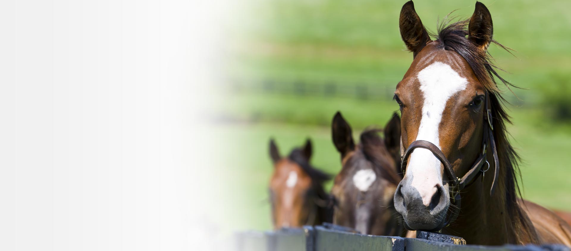 Easylage: foraggio anallergico ad alto potere nutritivo, ideale per la alimentazione del cavallo