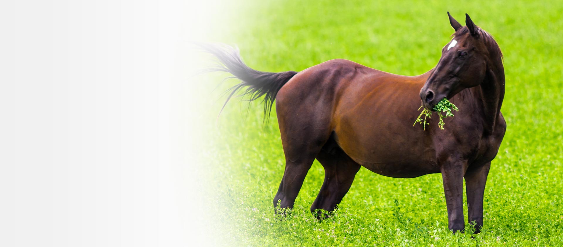 Easylage: foraggio anallergico ad alto potere nutritivo per il benessere naturale del cavallo
