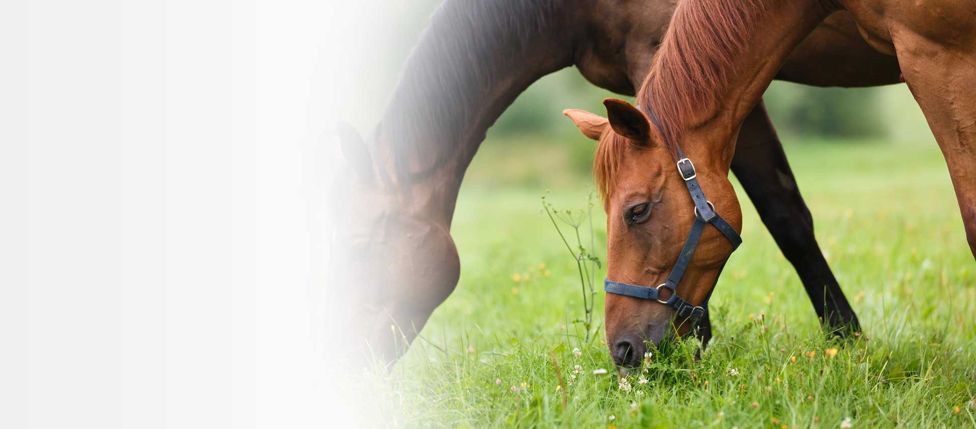 Easylage: foraggio anallergico ad alto potere nutritivo per il benessere naturale del cavallo