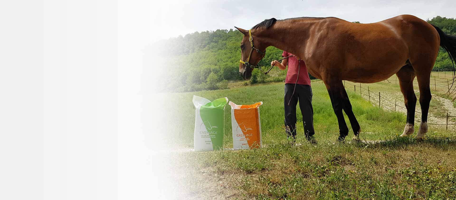 Easylage, piccoli cambiamenti nella alimentazione per grandi differenze: scopri come nutrire meglio il tuo cavallo